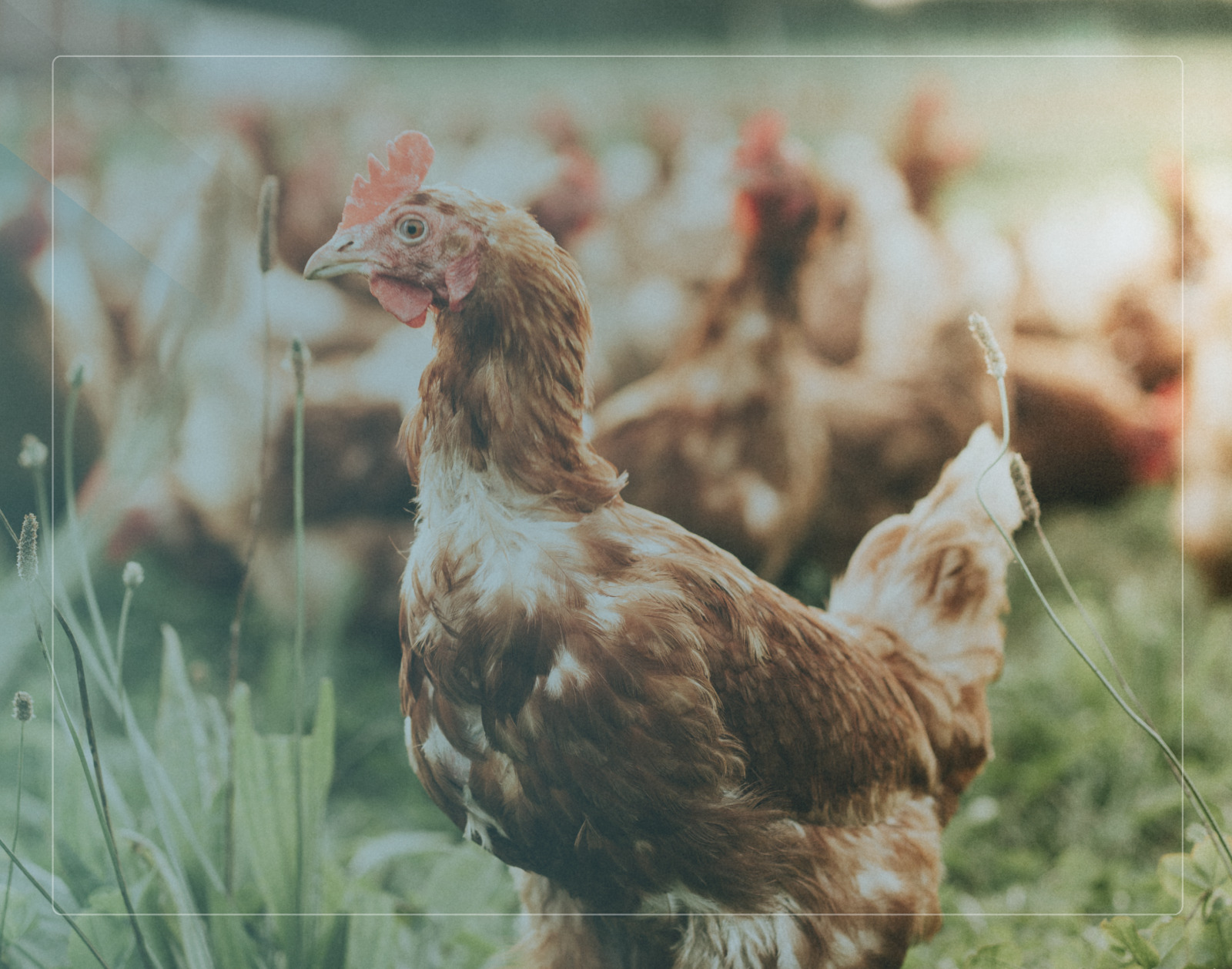 Campo agrícola GuwLab