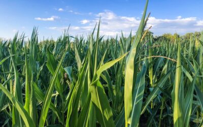 México prohíbe el glifosato y las importaciones de maíz transgénico